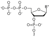 Bio-Synthesis Inc. Oligo Structure